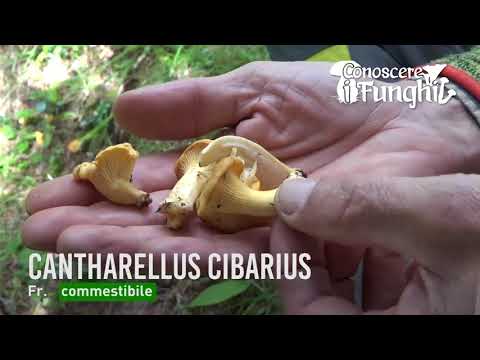 Trattamento di helminths a medicine di bambini Il helminths a un gattino firma