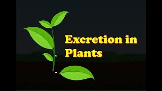 Biology - Excretion in Plants