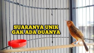 Download lagu UNIKNYA SUARA BURUNG CICI PADI KEPALA MERAH‼️ mp3