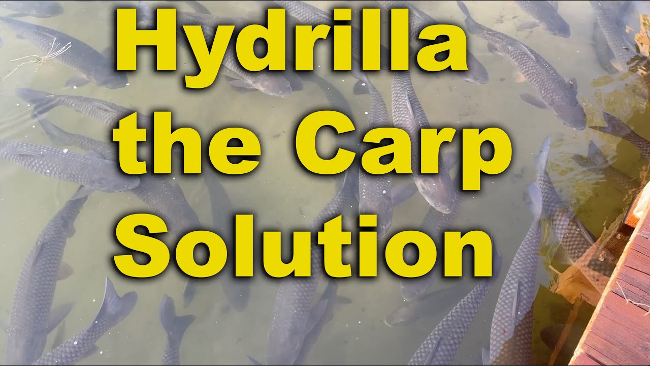 How do I get rid of Hydrilla in my pond? Life Set Go