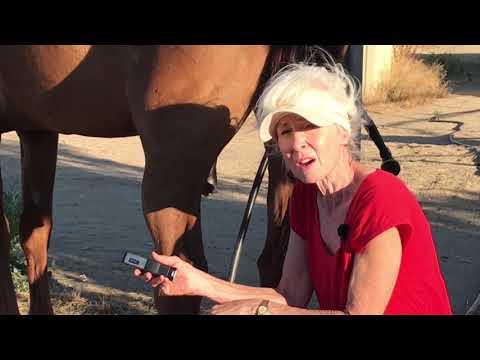 YouTube video about: How to strengthen weak pasterns in horses?