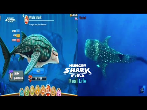 All hungry shark in real life. Hungry Shark World.
