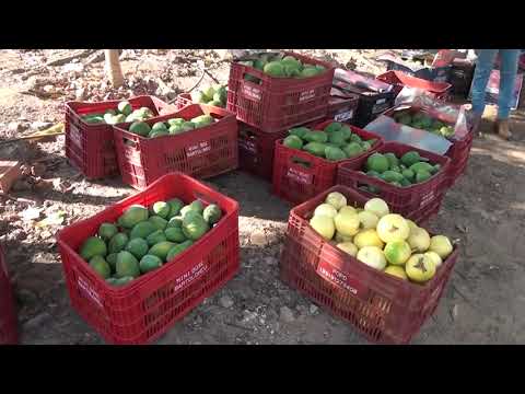 EM GOVERNADOR ARCHER, A CHÁCARA SÃO RAIMUNDO VIRA REFERÊNCIA NA PRODUÇÃO DE FRUTAS APÓS RECEBER ATEG