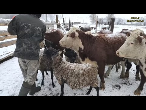 Только не она.  Обучаем пони. Ремонт/ Семья Фетистовых