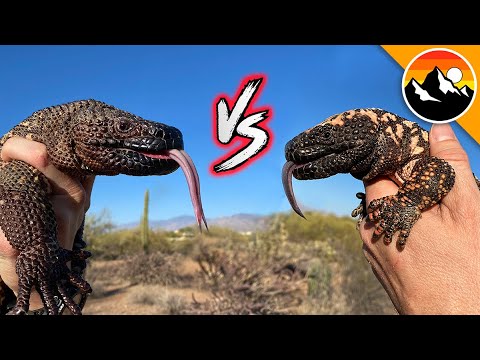 Beaded Lizard vs. Gila Monster!