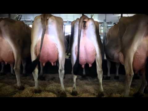 download lagu mp3 mp4 Baby Show Sponsors, download lagu Baby Show Sponsors gratis, unduh video klip Baby Show Sponsors