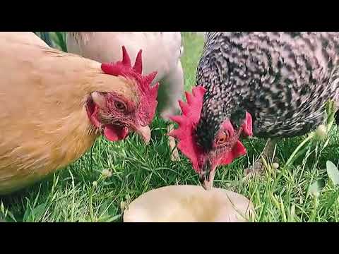 Benefits of Eating Honeydew for Chickens