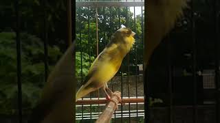 Download lagu kenari gacor isian prenjak mix ciblek mp3