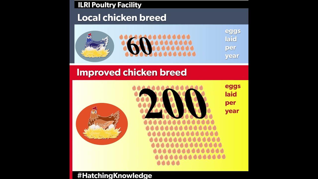 ILRI #poultry facility. Contact o.hanotte@cgiar / w.esatu@cgiar.org for use! #hatchingknowledge