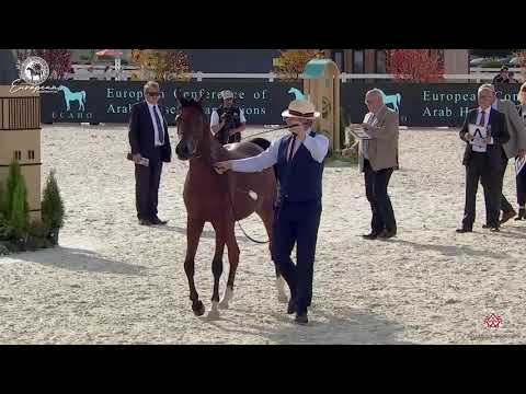 N.64 LME RAPHAEL - European Championship 2020 - Prague - Geldings (Class 7)
