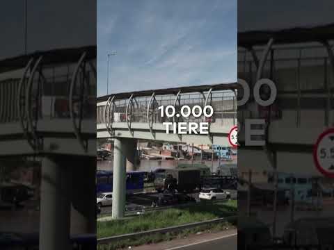 Video Thumbnail: BRASILIEN: Pferd überlebt extreme Überschwemmungen und wird zum Star #shorts