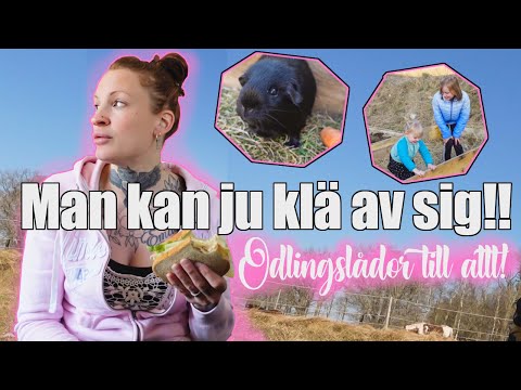 NU FÖRSVINNER TRÄDEN || Bajs, Twerk & marsvin i odlingslådorna || VLOGG