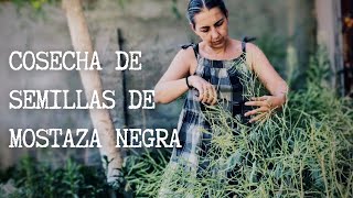 COSECHA DE SEMILLA DE MOSTAZA NEGRA | y un mini update del huerto