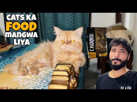 cats ka food mangwa liya 😀