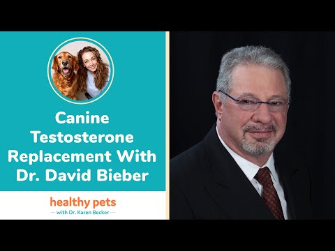 Canine Testosterone Replacement With Dr. David Bieber