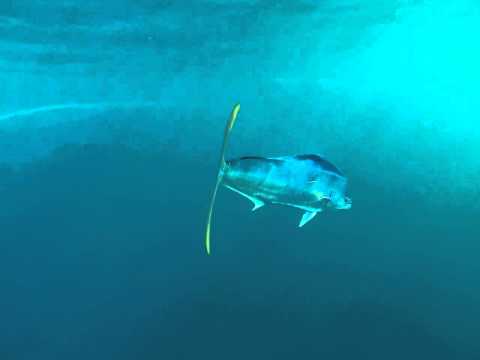 Dolphinfish - Coryphaena hippurus
