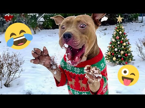 Je vous défie de ne pas rire de ces chiens drôles 🦮 - meilleures vidéos d'animaux drôles 2025