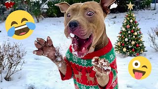 Je vous défie de ne pas rire de ces chiens drôles 🦮 - meilleures vidéos d'animaux drôles 2025