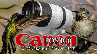 Canon R10 / 100-500 lens - a few extra hummingbird shots. No set up is perfect but it sure was fun!