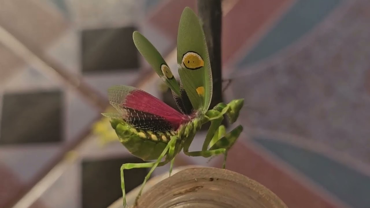 The beauty of the praying mantis