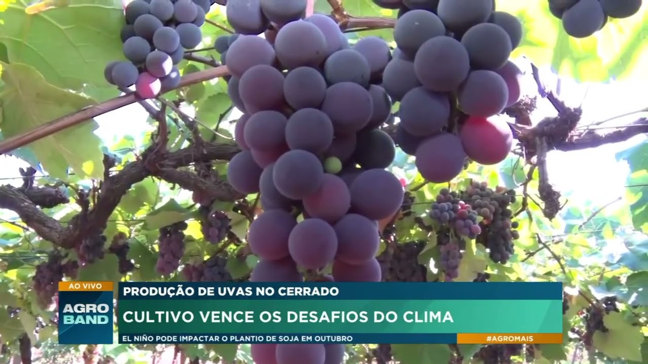 Uva ganha espaço no Cerrado e transforma produção agrícola em Goiás