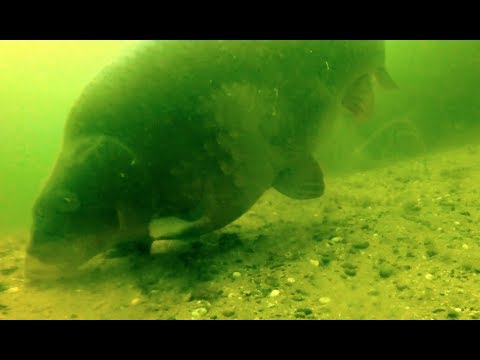 Videotagebuch 182 Karpfenangeln - Unterwasser Altrhein erste Aufnahmen
