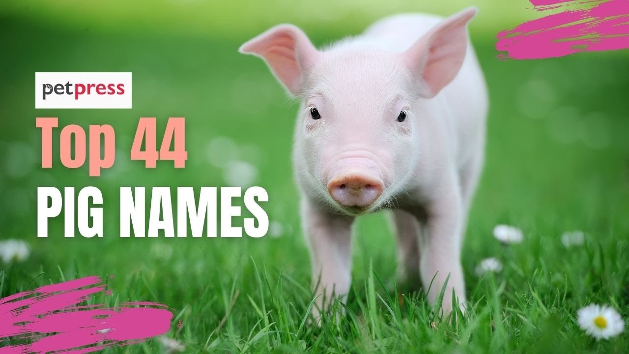 What does close mean in Edinburgh? Tipseri