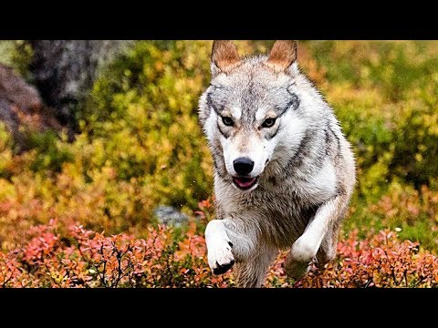 AILOS REISE | Trailer & Filmclips deutsch german [HD]