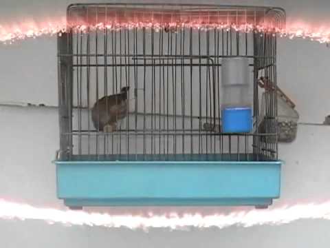 Trnan|Baster|    Dzemi Suto Orizari