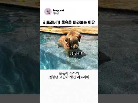 리트리버가 물속을 바라보는 이유