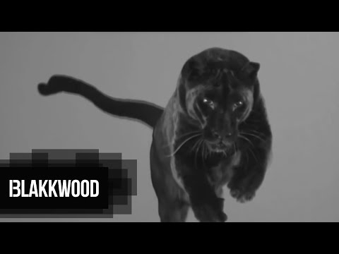 Ceha - Blakk Panther