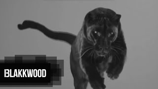 Ceha - Blakk Panther