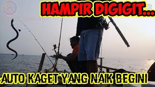 Download lagu #MONSTER LAUT... HAMPIR KENA JARI mp3 Download lagu #MONSTER LAUT... HAMPIR KENA JARI mp3