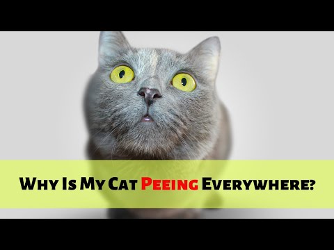 Why Is My Cat Peeing Everywhere? Stop Cat Spraying Outside Litter Box!