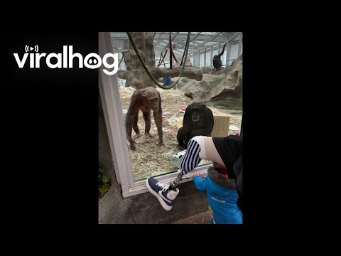 Chimps React to Man's Prosthetic Leg || ViralHog