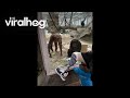Chimps React to Man's Prosthetic Leg || ViralHog