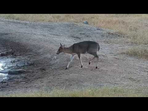 Djuma: Common Grey Duiker female - 06:48 - 07/07/19
