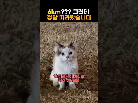 따라온 냥이.. 이건 운명일까요?