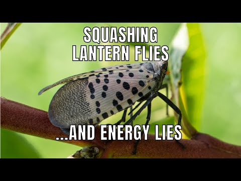 Squashing Lantern Flies and Energy Lies 💡 The Energy Detox