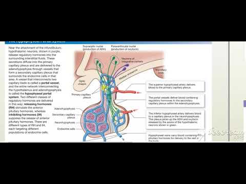 Pituitary blood supply