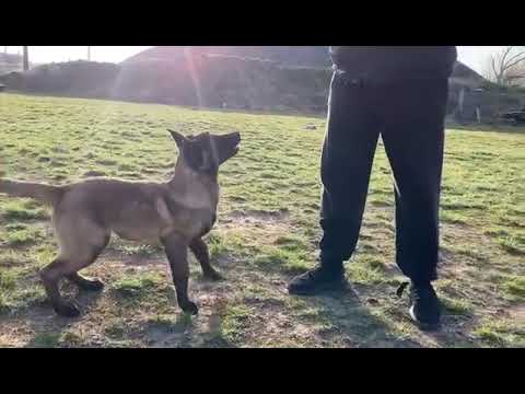 Alexander Drozd a malinois z chovnej stanice AL ZDOR 2022 04 05 at 15 35 33