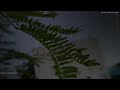 Rain Whatsapp Status Rain Effect Status Barish Starts Nature Whatsapp Status Rainy Day Bgm