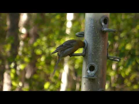 Pine Grosbeak Vaggetem Norway 2