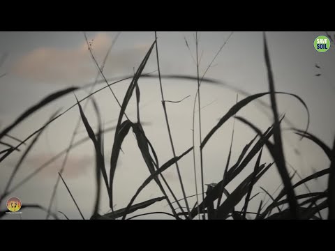 Sadhguru Sannidhi English | Join Live at 6:15 PM | December 1 #sadhguru #savesoil