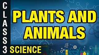 Plants and Animals | 3rd Class General Science | Digital Teacher