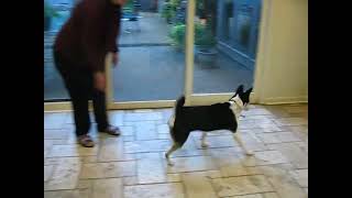 Video preview image #1 Siberian Husky-Unknown Mix Puppy For Sale in Germanton, TN, USA