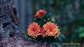 TARJA " Mystique Voyage "