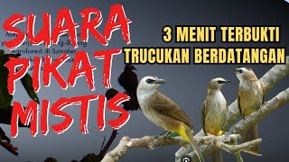 Download lagu Suara PIKAT Trucukan PALING AMPUH ‼️ Respon Cepat Terbukti Jitu | suara trucukan ribut mp3