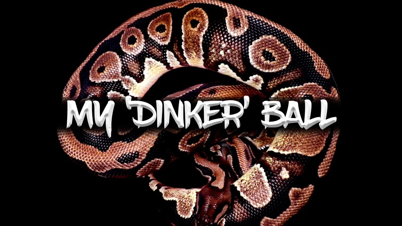 My 'Dinker' Ball Python!