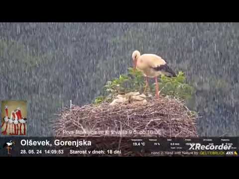 OLŠEVEK GORENJSKA - PIĘKNY KRZYWODZIOBY , OLENKA I ICH 4 MŁODE 💖